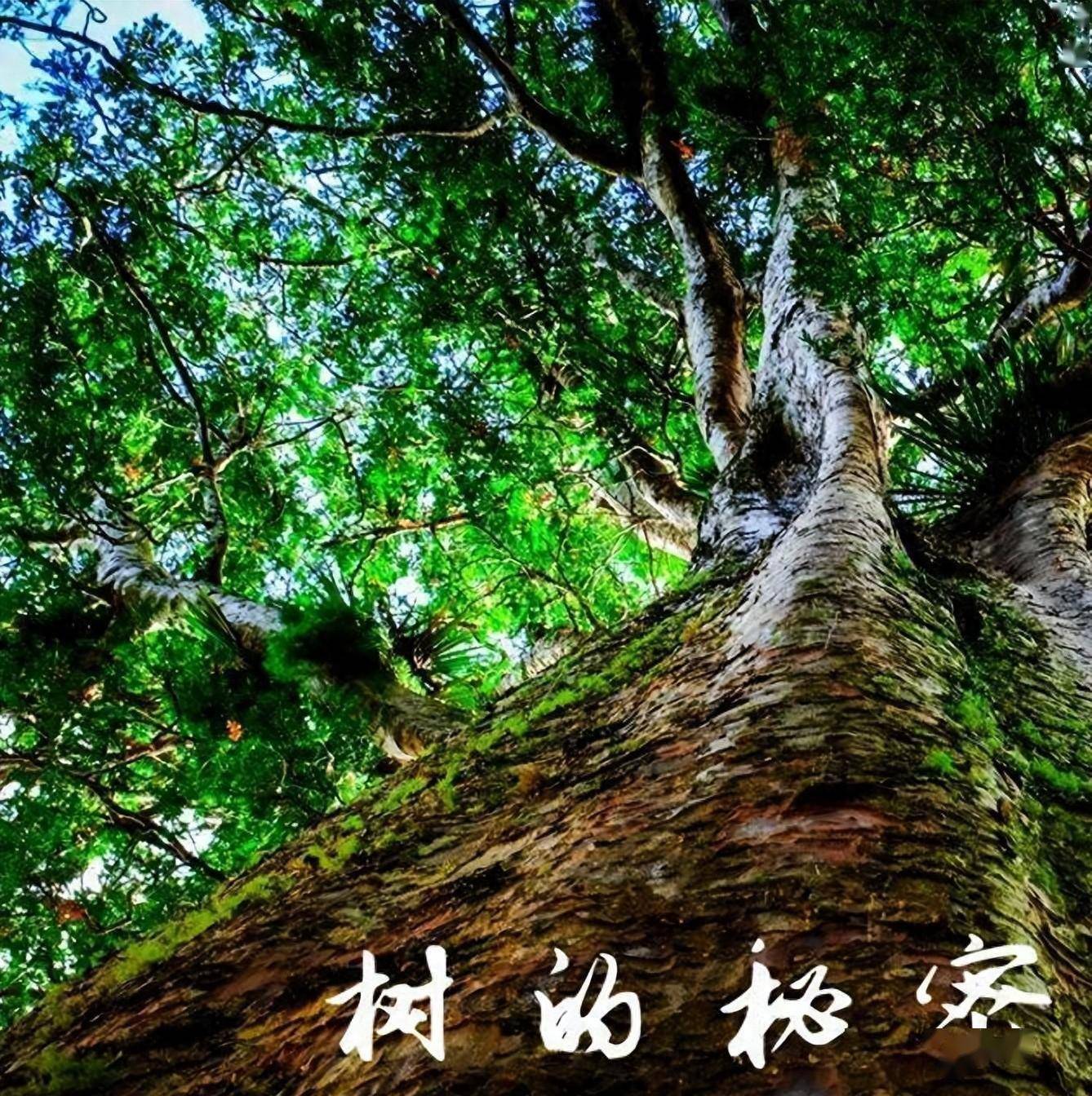 短文两篇教案_短篇教案_短文两篇优秀教案