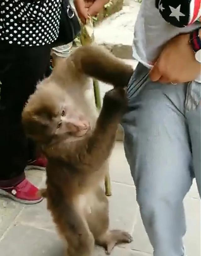 小猴子下山的故事寓意_猴子下山寓意故事小报图片_猴子下山寓意故事小学生