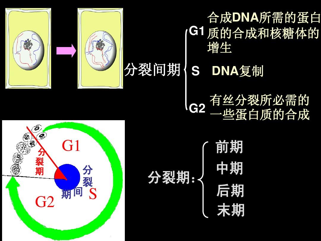 合作的图像_合作用途_光合作用图解
