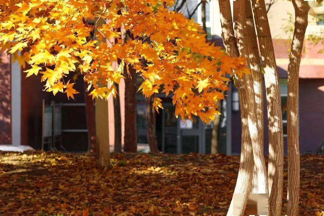 泰山学院职业技术学院_泰山职业技术学院_泰山学院职业技术学院地址