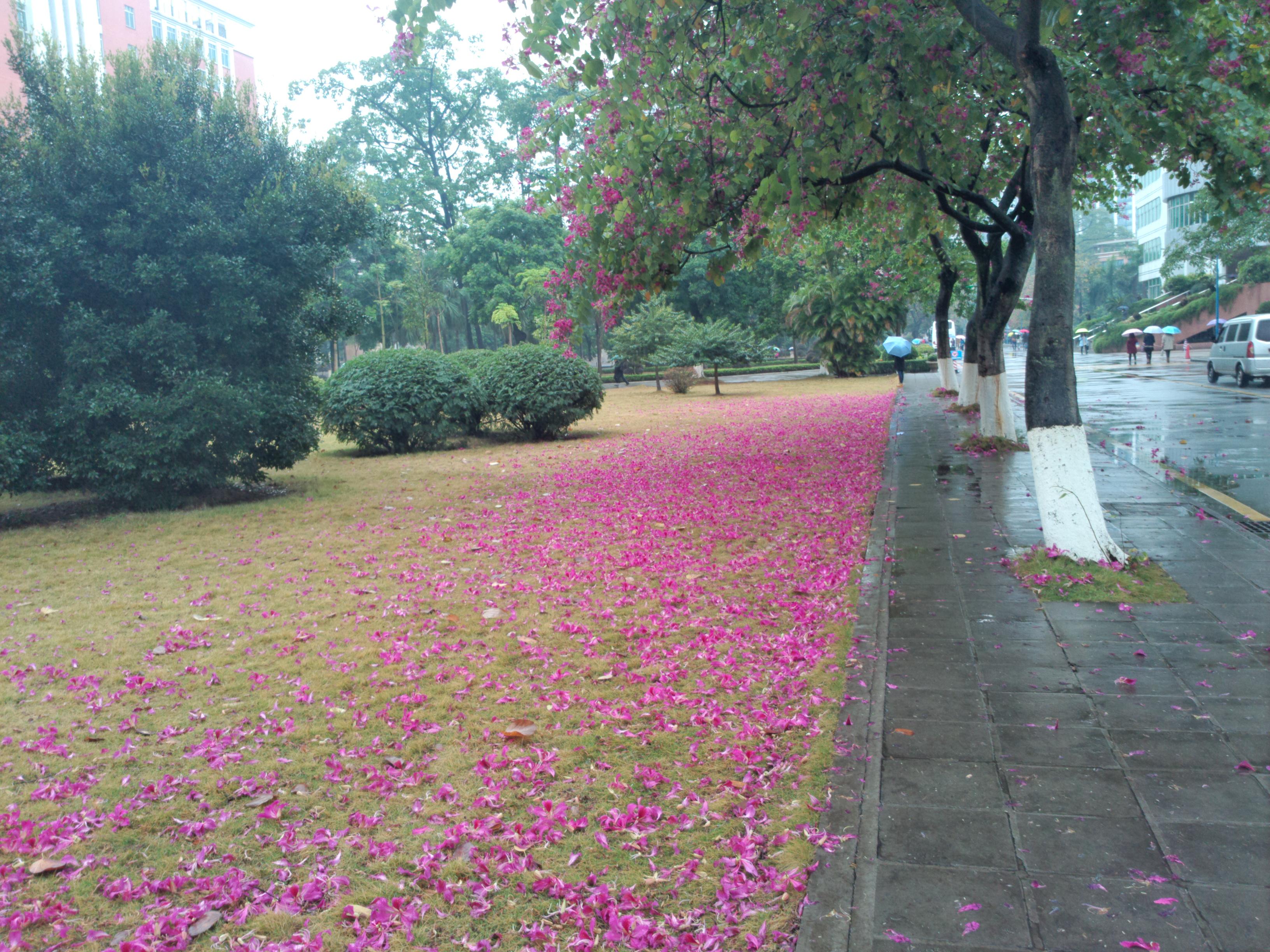 华南师范大学华南校区_华南师范大学怎么样_华南师范大学牛吗